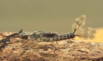 Argia apicalis, nymph